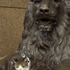 猫とライオン