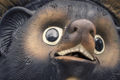 狸