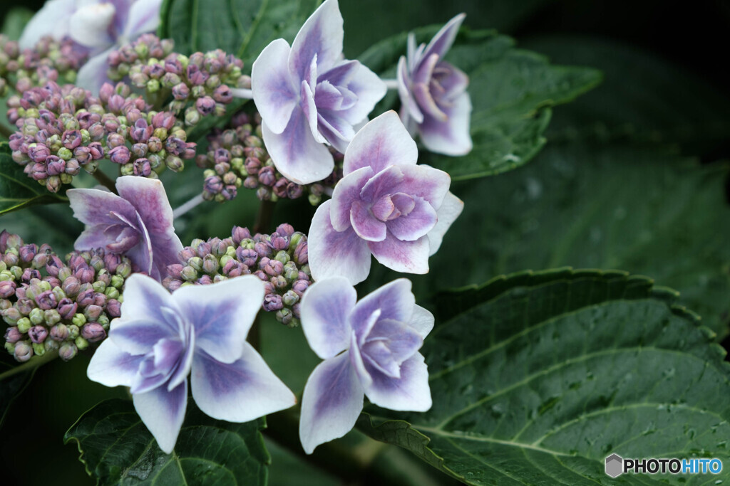 紫陽花