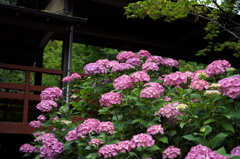 紫陽花の寺