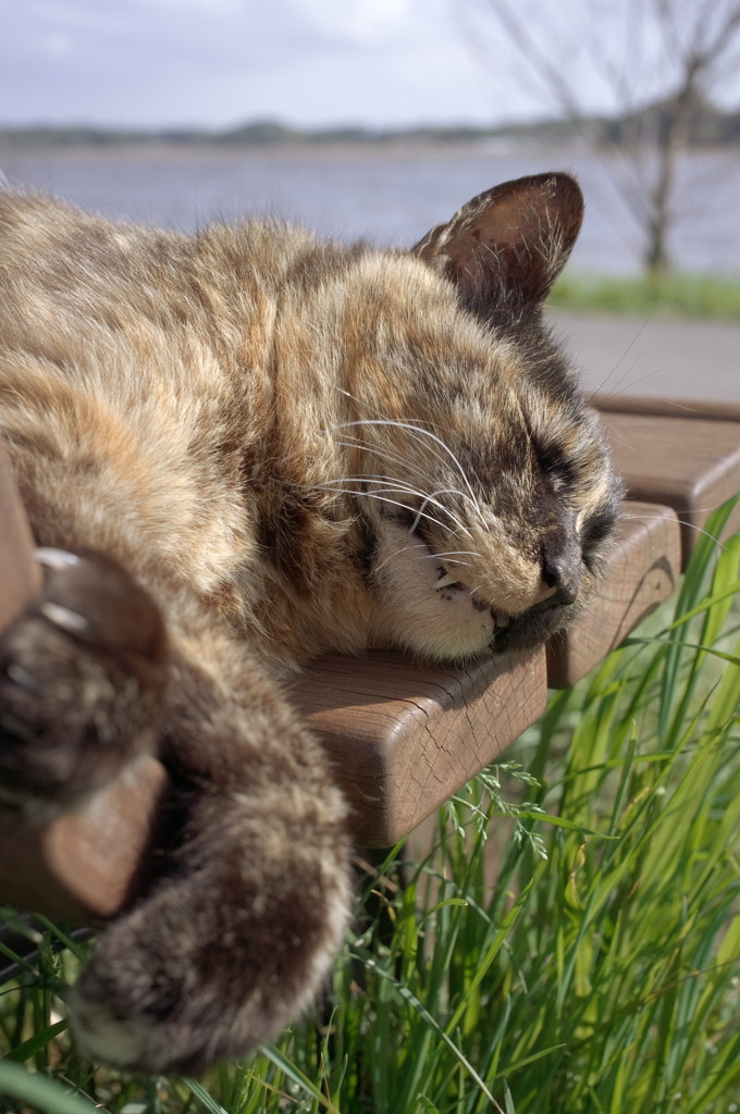 猫ちゃんシリーズ⑥