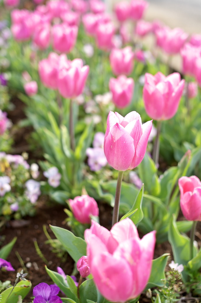 Pink Flower