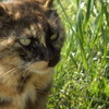 猫ちゃんシリーズ⑤