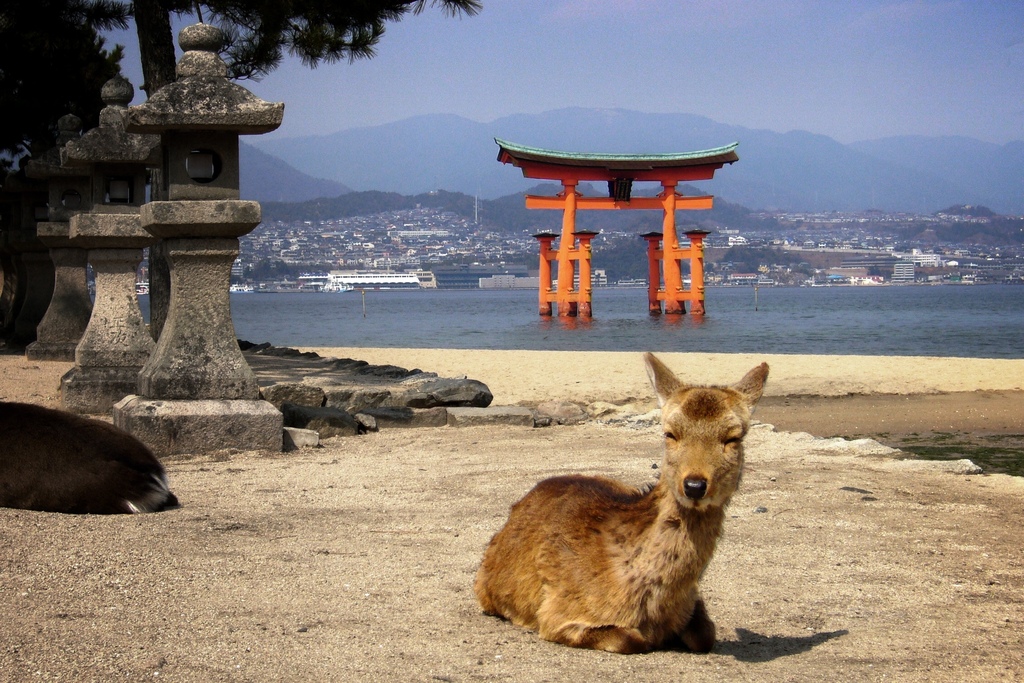 記念写真を撮る鹿