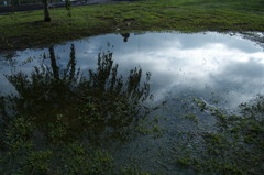 雨上がり限定の光景