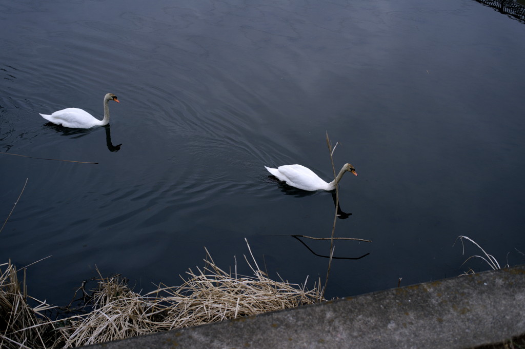 Swan Couple