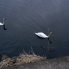 Swan Couple