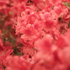 一面の紅