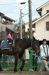 住宅街に馬