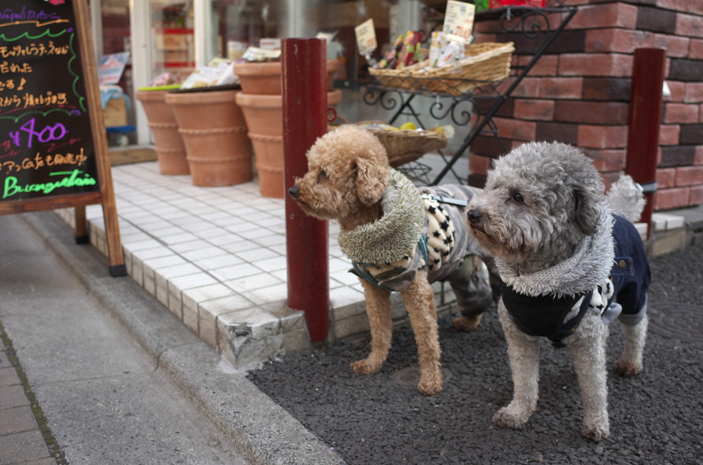 犬犬