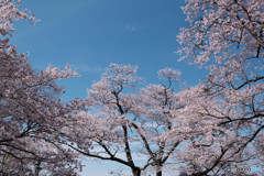 桜咲く