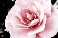 Dark flower