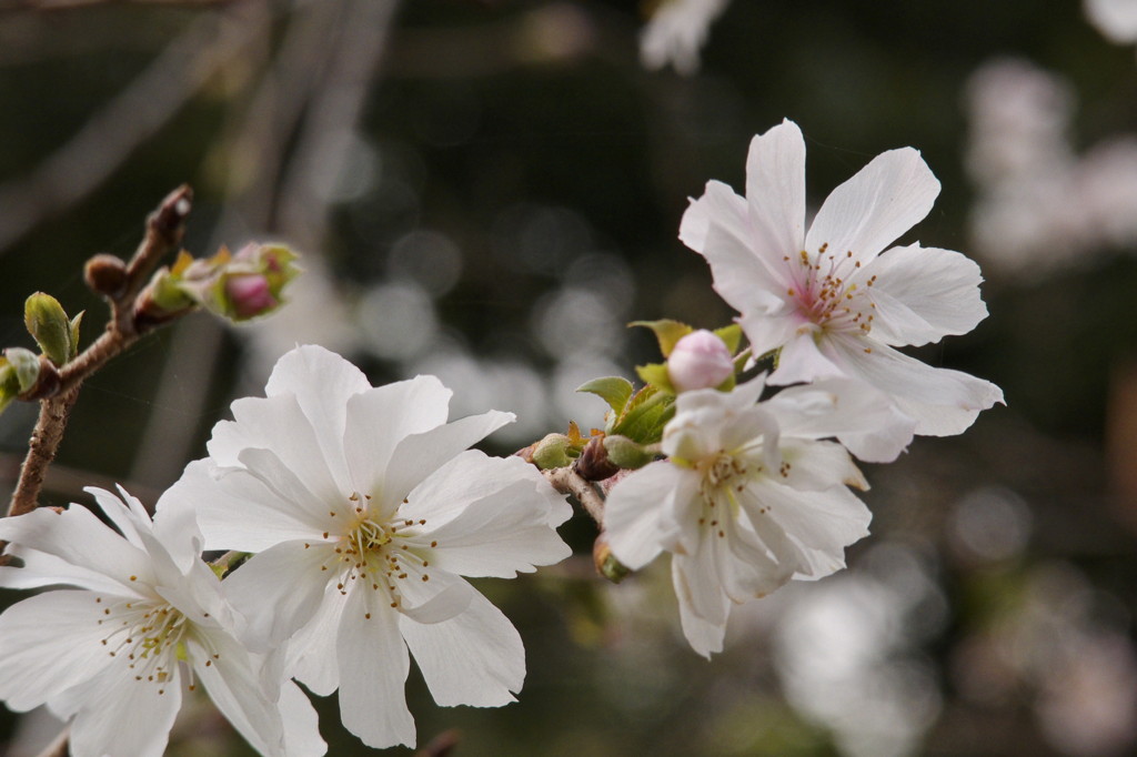 十月桜