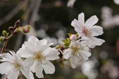 十月桜