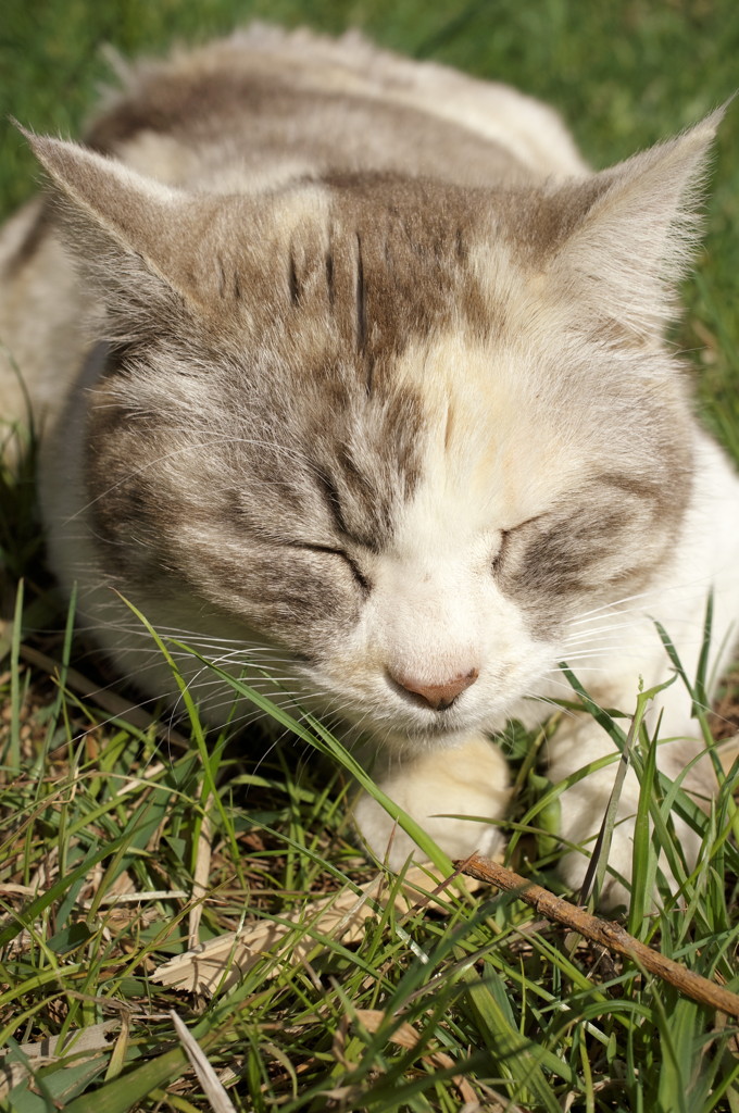 猫ちゃんシリーズ③