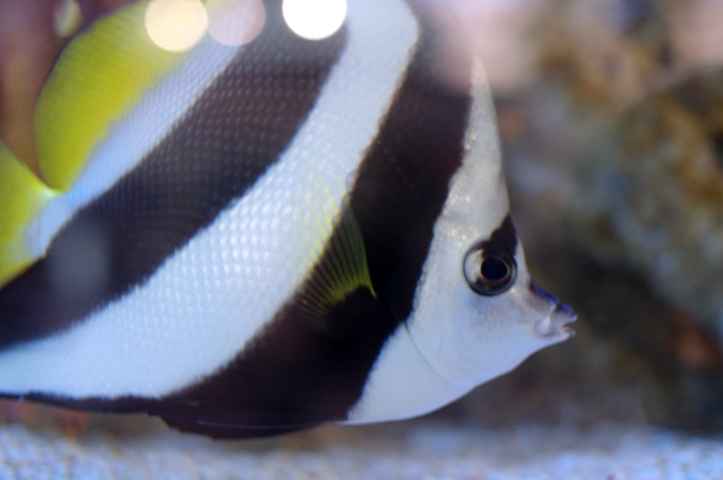 泳げ、ひょっとこ面！