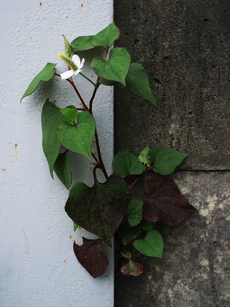 へばり付く植物