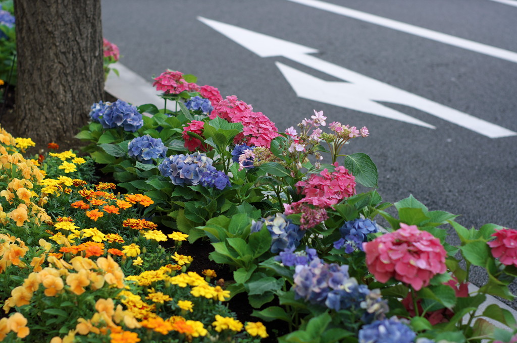 道路の彩り