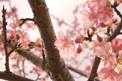 河津桜