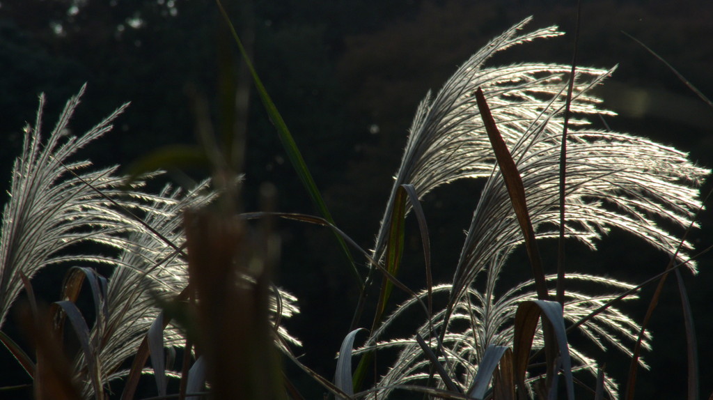 秋を探して・・・Part 1