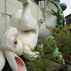 Rabbit VS Frog