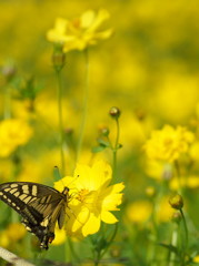 揚羽蝶、蜜を吸う