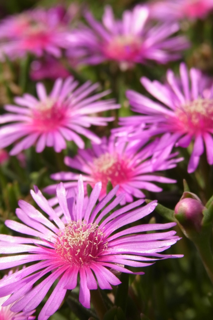 Purple Flower