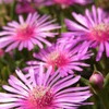 Purple Flower