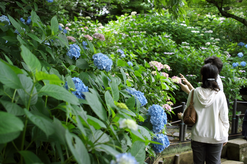 紫陽花巡り