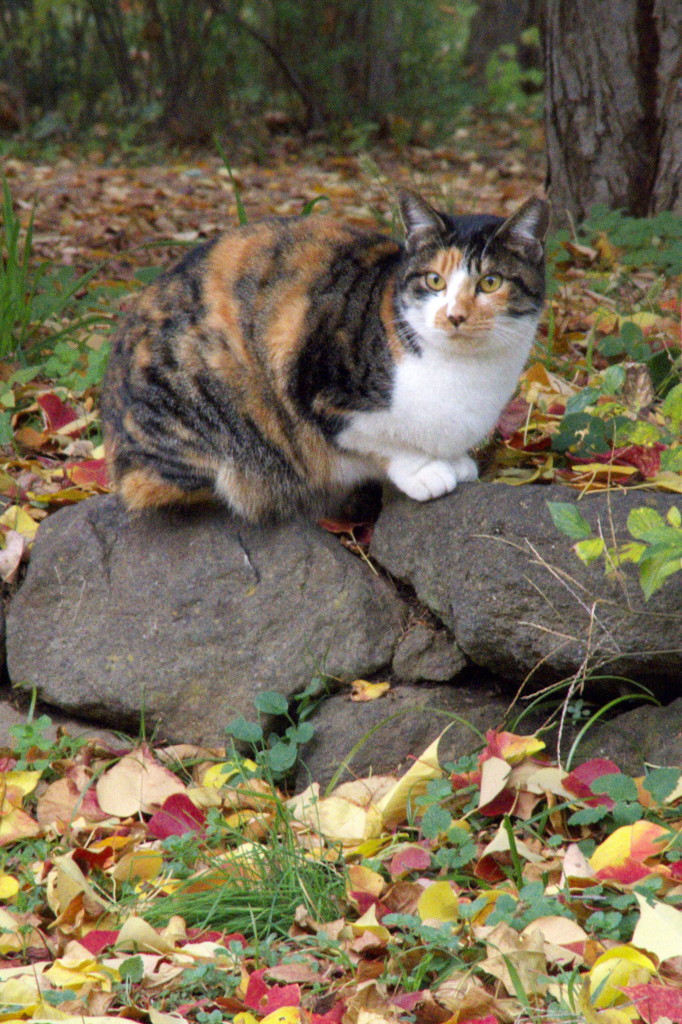 三毛猫の秋