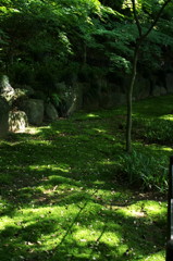 木陰