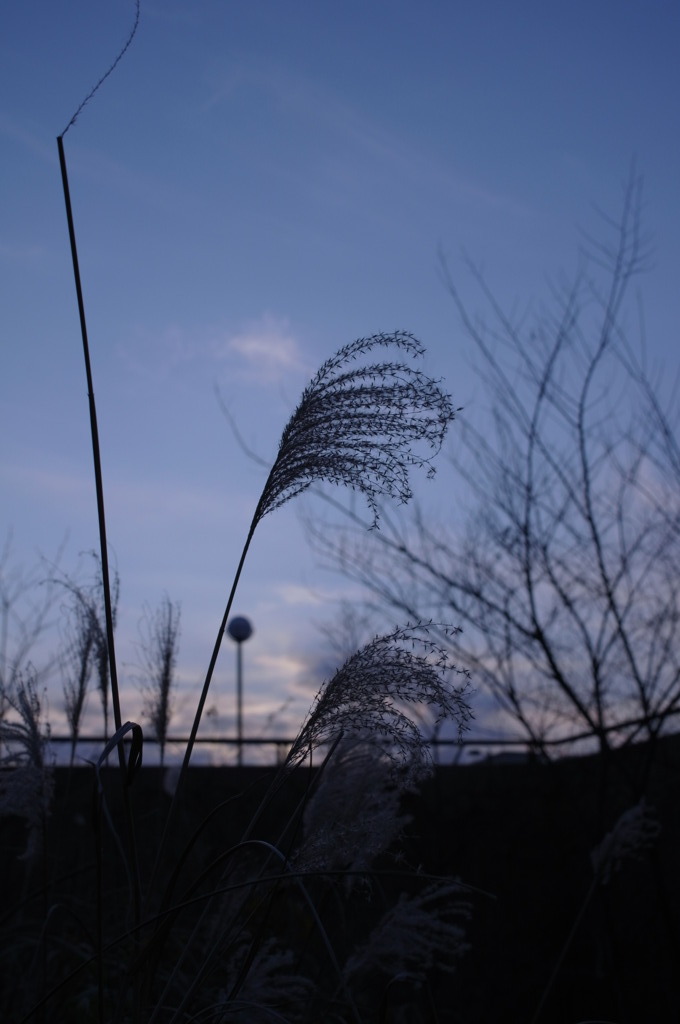 日没のススキ