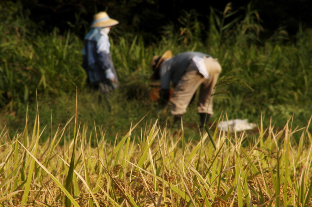 Farm Worker