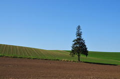 クリスマスツリーの木