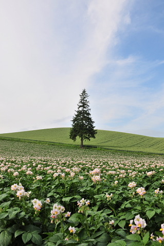 ジャガイモの花