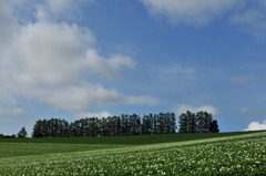 マイルドセブンの丘