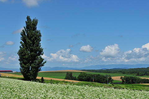 ケンとメリーの木
