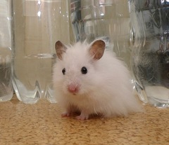 ぽち、散歩中