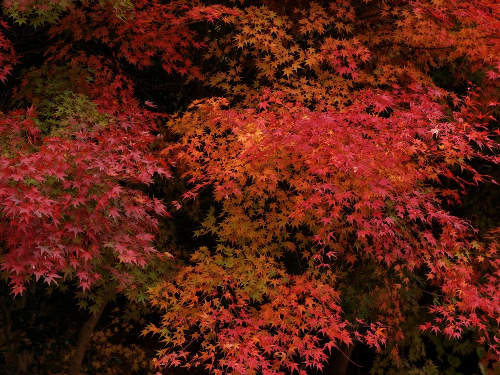 冬支度