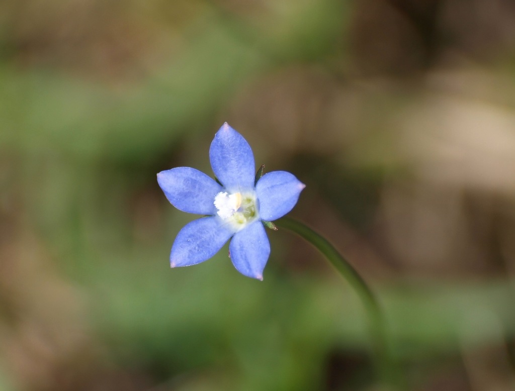 川辺に咲いていた花