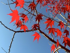 秋空