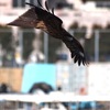 Angle of Attack