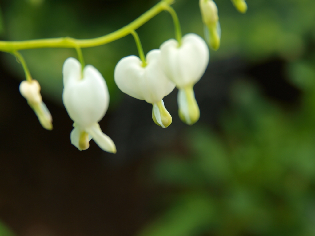 淡路　花博２０１０用写真