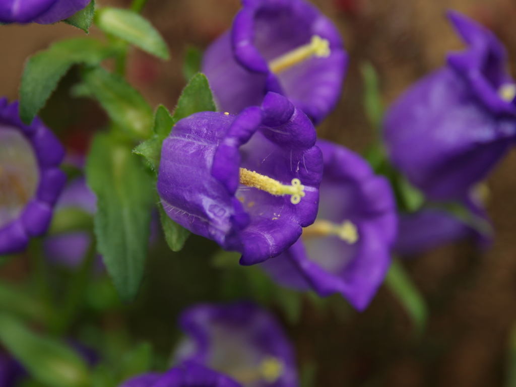 淡路　花博２０１０用写真