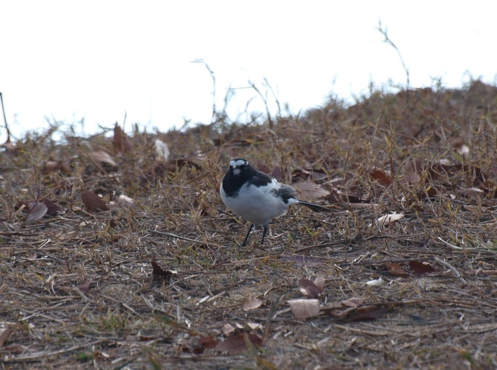 P0300245