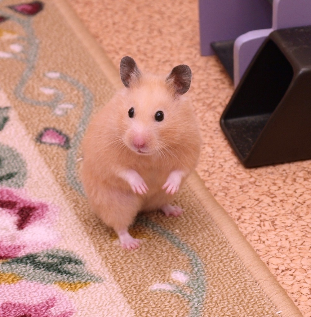 おっちゃん〜、鍋しよ〜♪