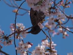 こうなりました