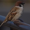 鳥始め