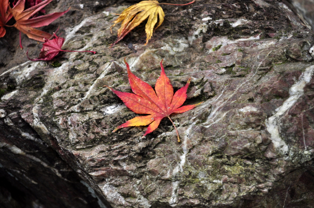 岩と紅葉