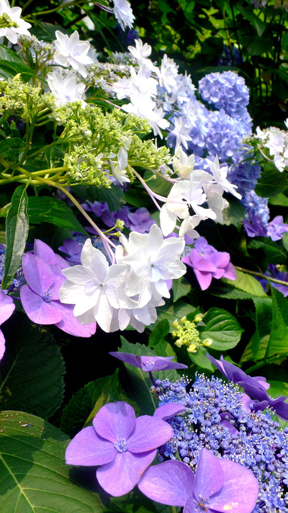 2009.06.14 - あじさい祭り in 豊島園 - 0004